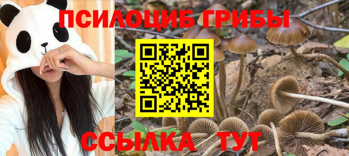 Галлюциногенные грибы Psilocybe  Галлюциногенные грибы прущие грибы  Вход с VPN  Новодвинск 